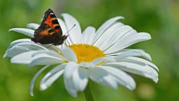 Bild på blomma